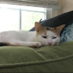 Meet your Posher, Rachel